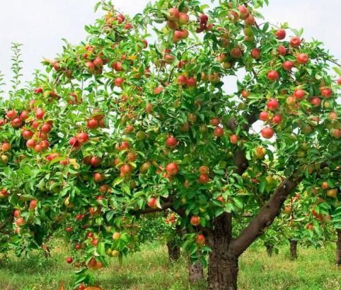 Особливості літньої обрізки яблуні