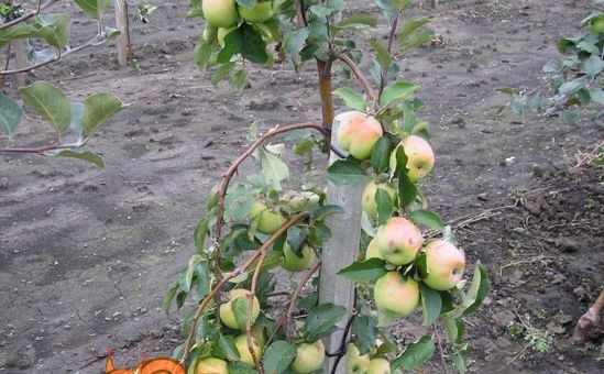 Яблуня на Уралі