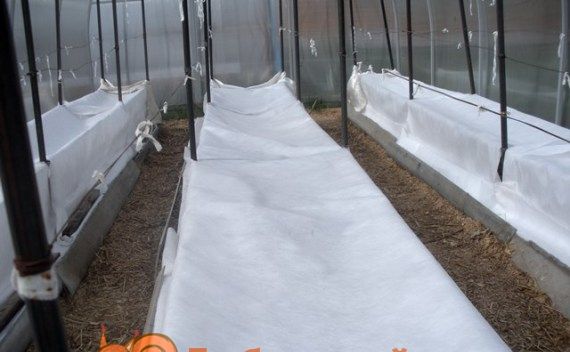 Захист рослин від заморозків в теплиці