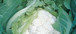 сорт Скайувокер