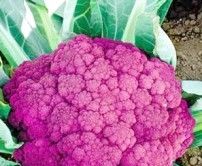 сорт Аметист