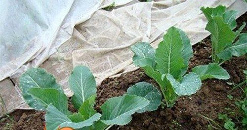 виростити кольорову капусту