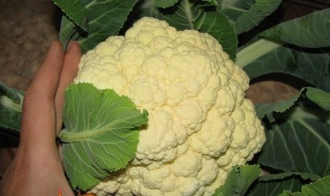 як виростити кольорову капусту