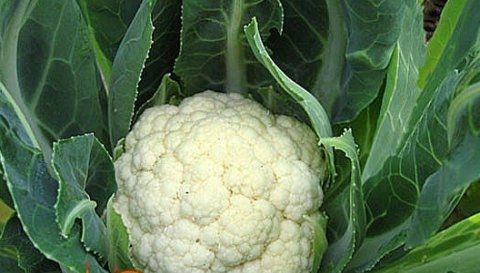 Як виростити кольорову капусту