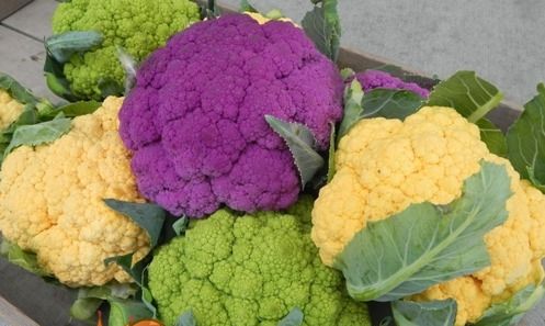 Як виростити кольорову капусту