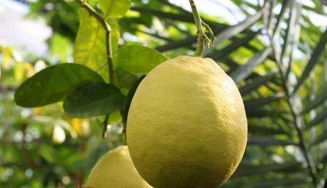 Сорт лимона Ювілейний