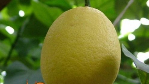 вирощування лимона