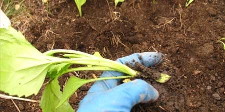 Як правильно посадити розсаду в грунт?