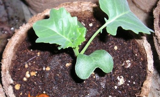 Вирощування розсади капусти в домашніх умовах