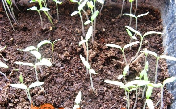 Вирощування розсади помідорів