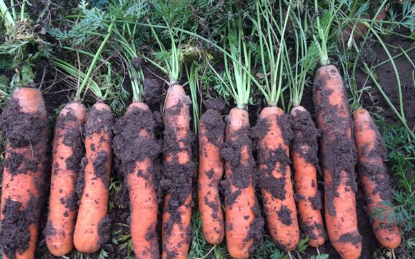 Коли викопувати моркву в 2019 році