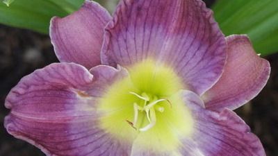 Сорт Орхид елеганс (Orchid Elegance)