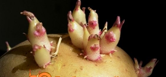 Захист посадкової картоплі від фітофторозу і хвороб