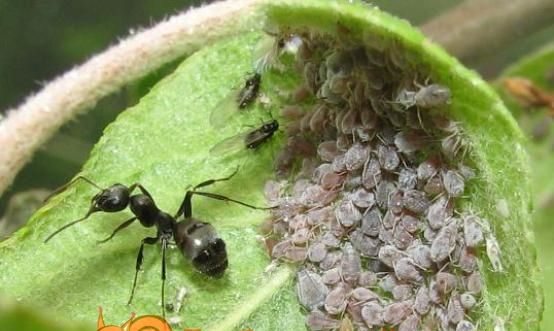 Попелиця і мурахи на яблуні