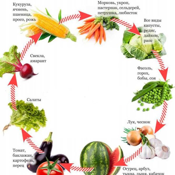 Таблиця сівозміни овочевих культур