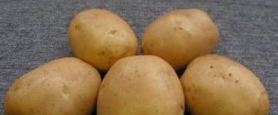 Сорти картоплі - опис і фото