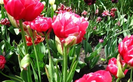 Красиві тюльпани - вирощування