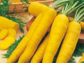 сорту моркви з фото і описом