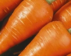 Кращі сорти моркви з фото і описом