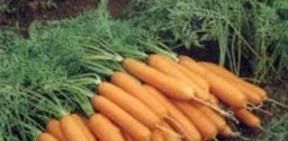 кращі сорти моркви