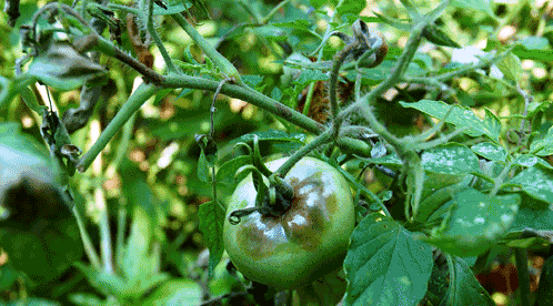 Фото фітофтори на недозрілих помідорах
