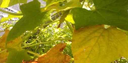 Що робити, якщо жовтіє листя у огірків