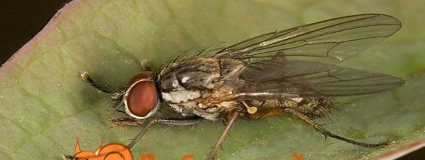 Опис цибулевої мухи