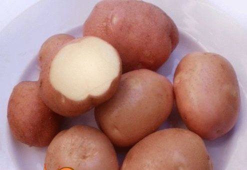 Опис сорту картоплі фото