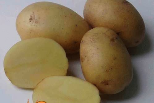 Cорт картоплі фото