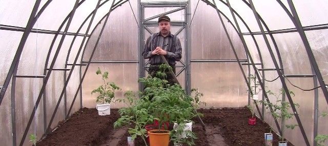 Коли садити помідори в теплицю