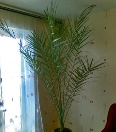 Як виростити фінікову пальму з кісточки вдома