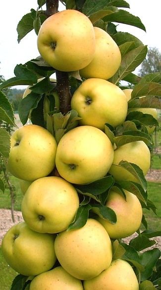 колоновидна яблуня - посадка і догляд