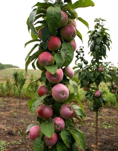 колоновидна яблуня