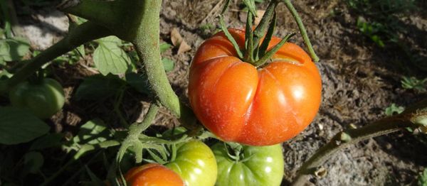 Рейтинг кращих сортів томатів для Сибіру 2018 рік
