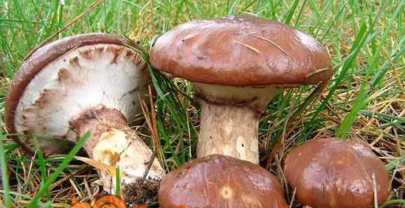 Чому гриб називається маслюк