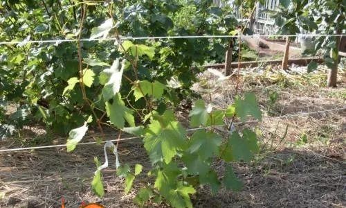 Догляд за виноградом навесні