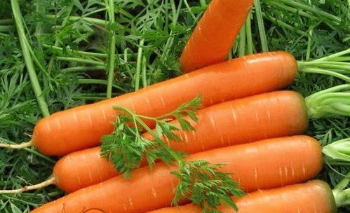 Посадка моркви Сесна