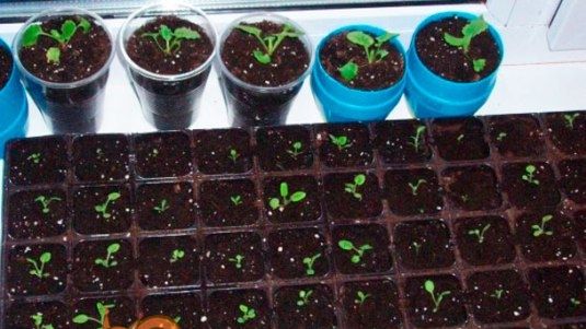 Вирощування з насіння в домашніх умовах