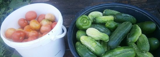 Асорті: огірки і помідори