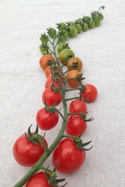 помідори сорту з фото