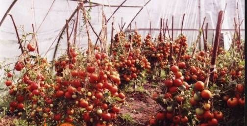 помідори сорту з фото