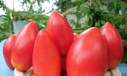 Сорт помідор і фото