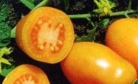помідори - сорти з фото