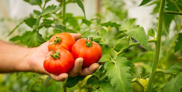 Сприятливі і несприятливі дні для збирання врожаю і заготовок з помідорів