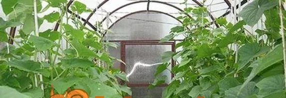 Вирощування огірків в теплиці з полікарбонату