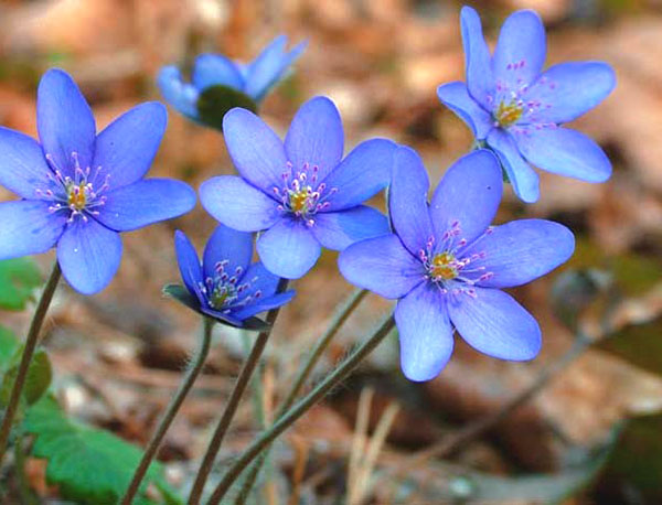 сині квіти