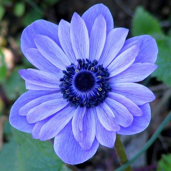 блакитні квіти