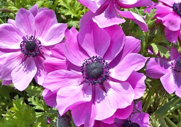 рожеві квіти