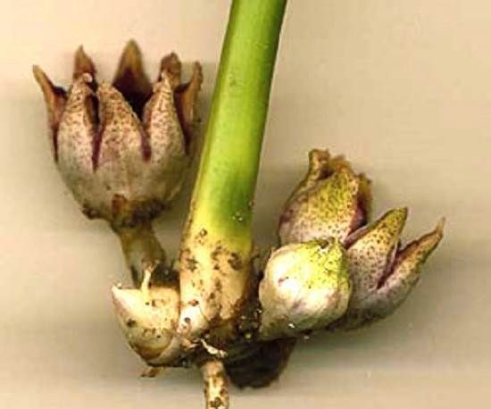 Аспидистра-квітка-Опис-особливості-види-і-догляд-за-аспідастрой-12