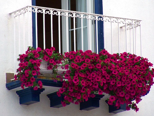 червоні петунії на балконі